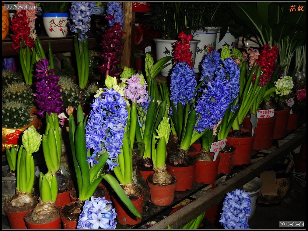 风信子花色争艳  