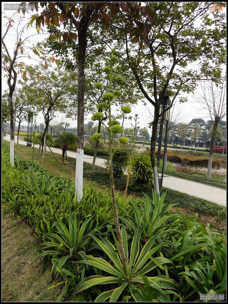 丝兰