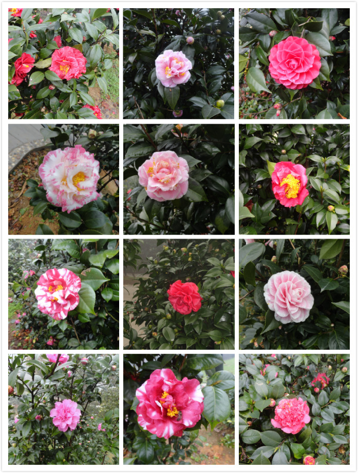 茶花