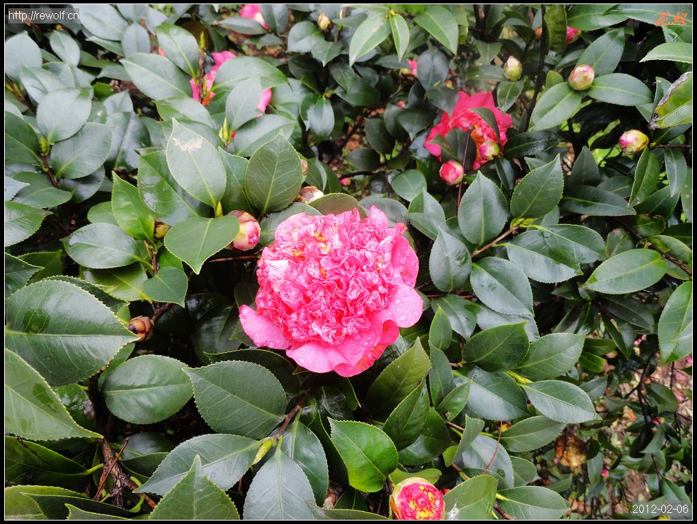 茶花15.jpg
