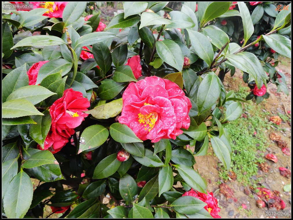 茶花1.jpg