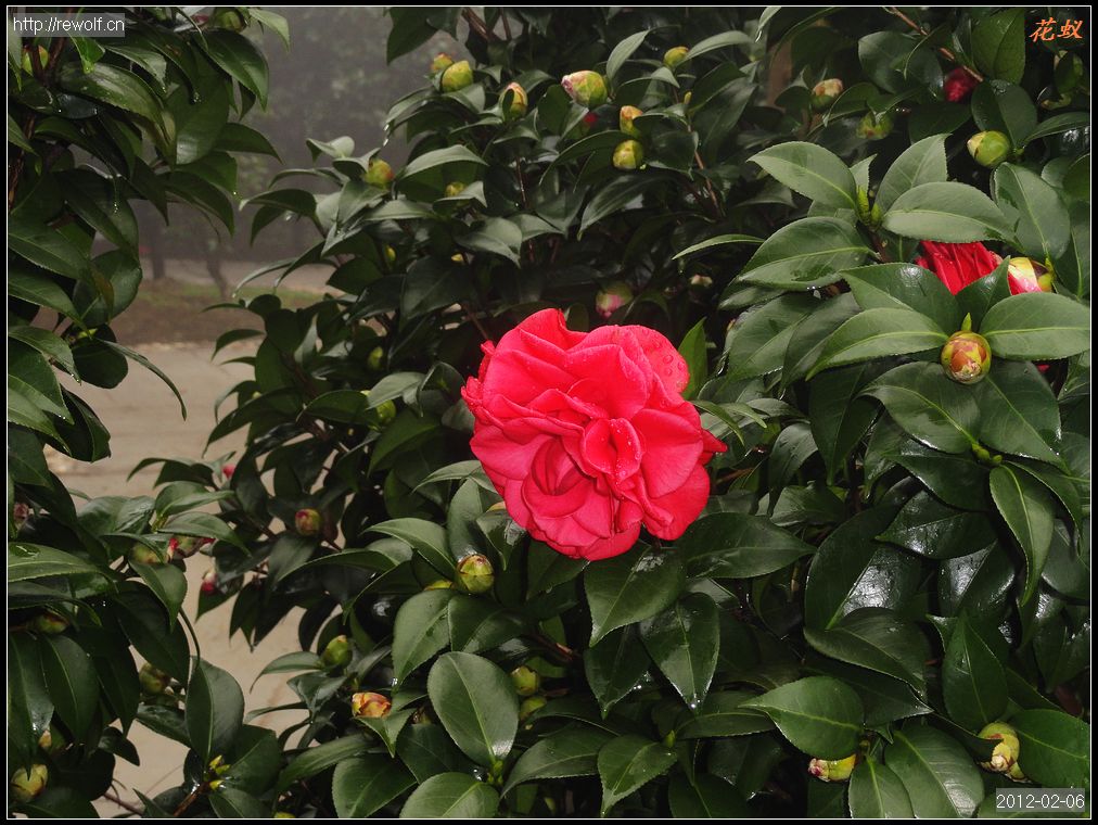 茶花2.jpg