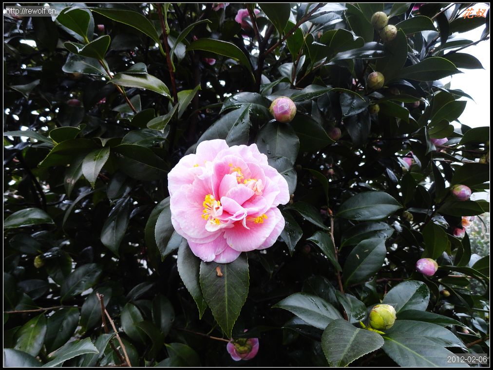 茶花3.jpg