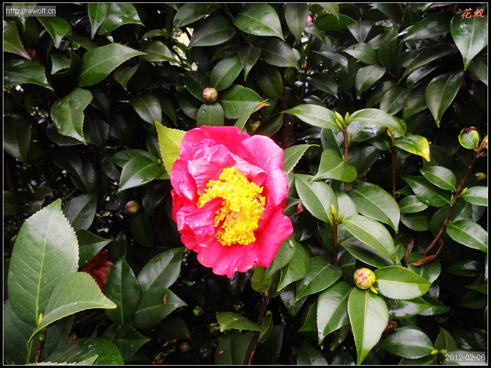 茶花4.jpg
