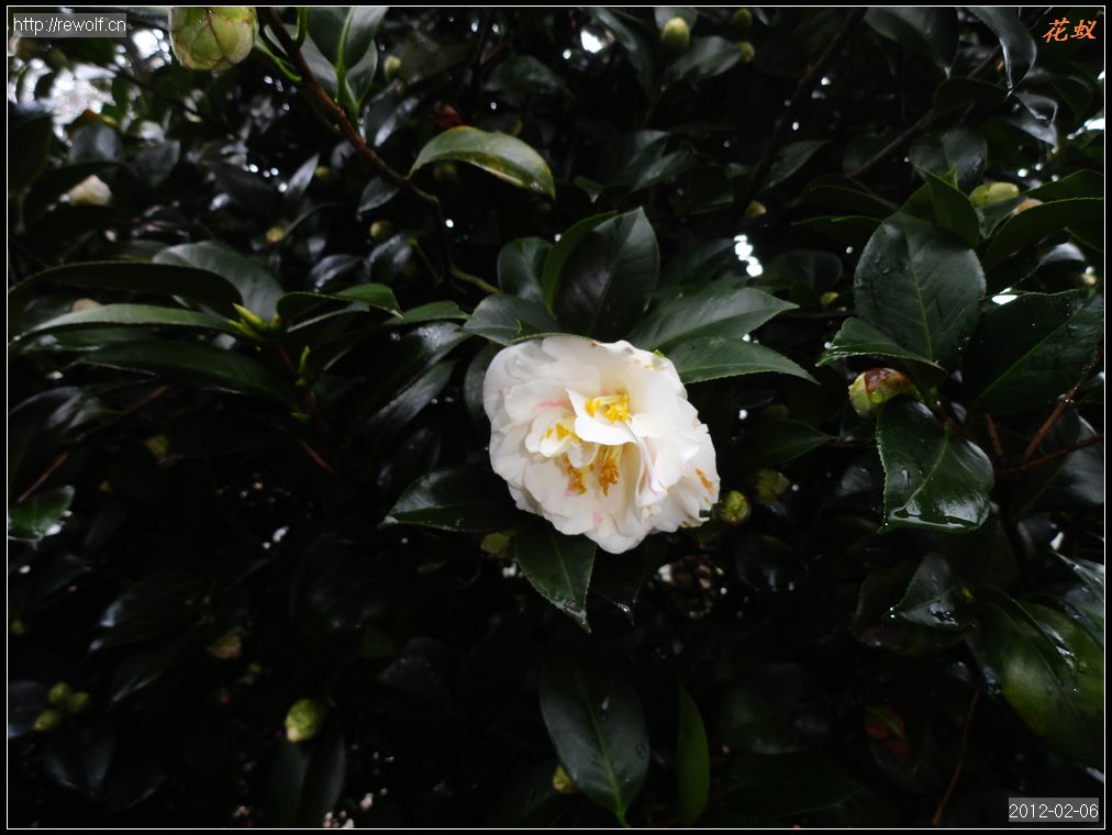 茶花5.jpg