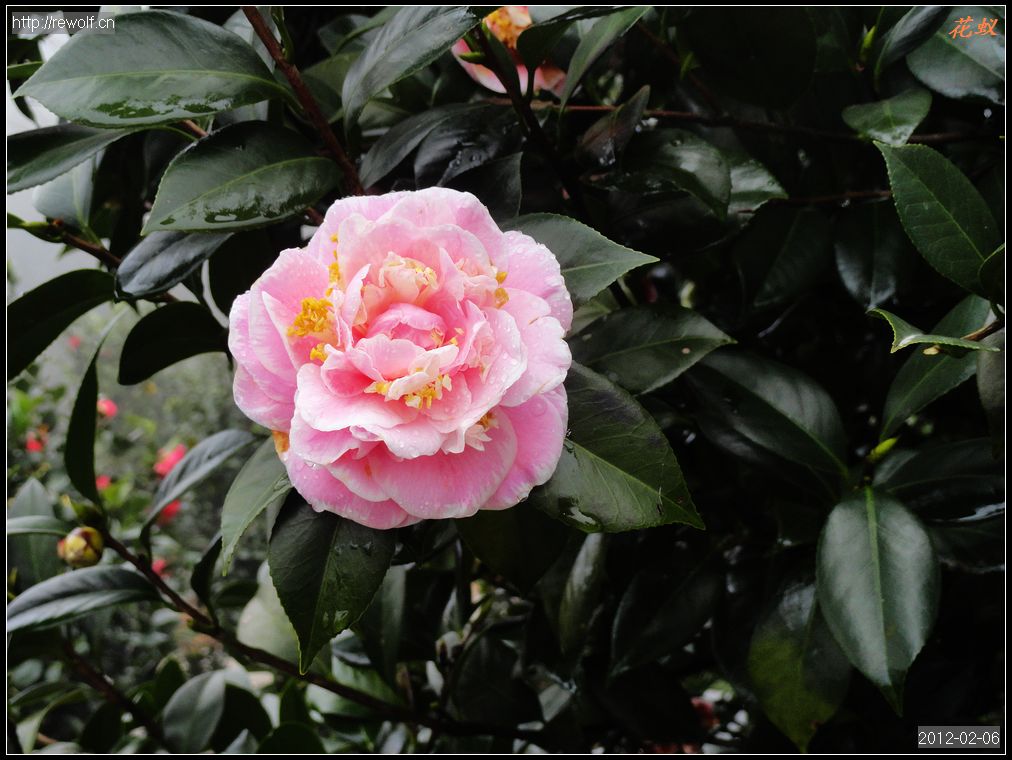 茶花6.jpg