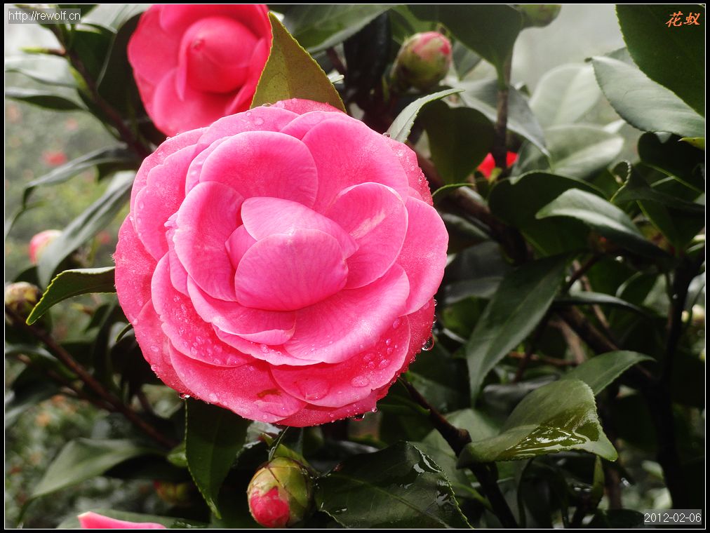 茶花7.jpg