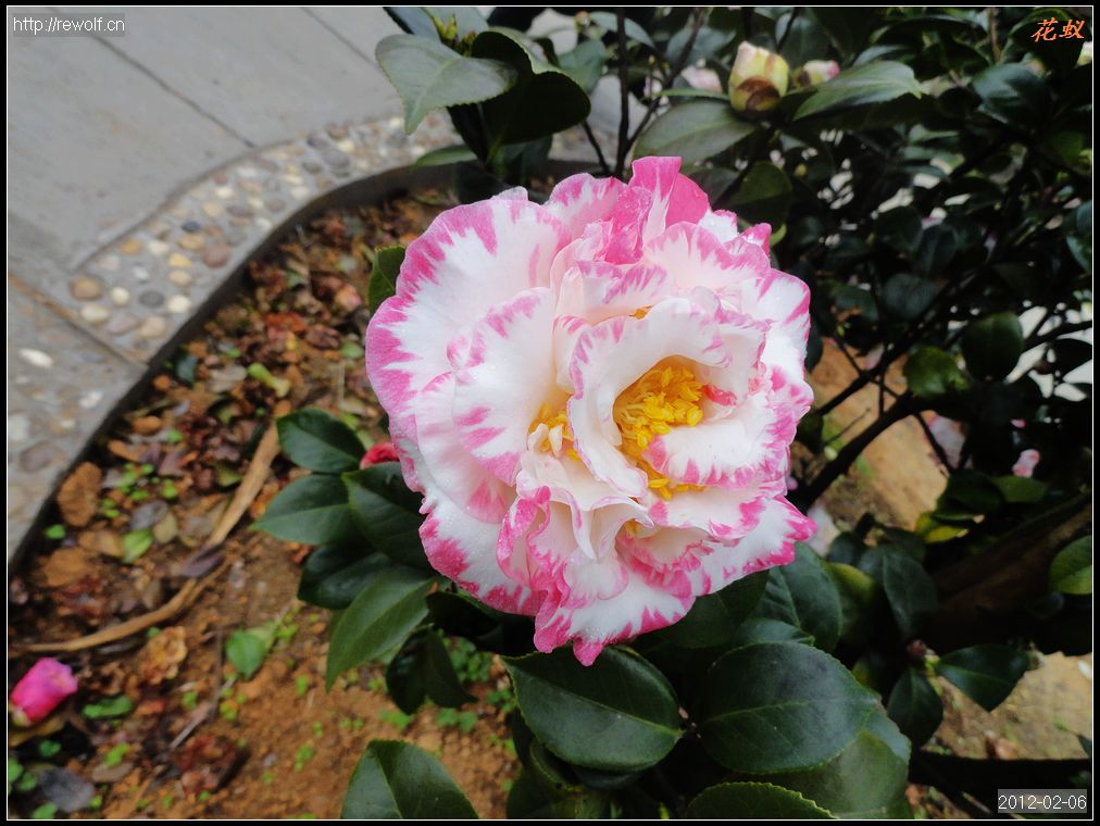茶花8.jpg