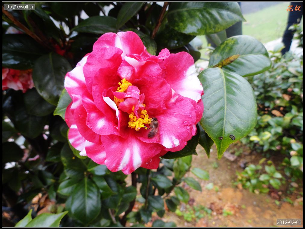 茶花9.jpg