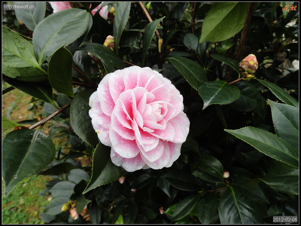 茶花10.jpg