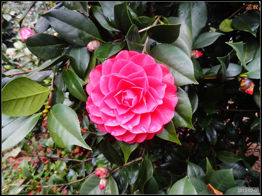 茶花11.jpg