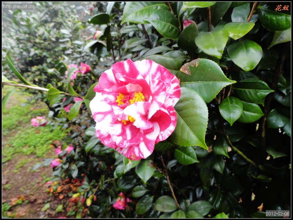 茶花12.jpg