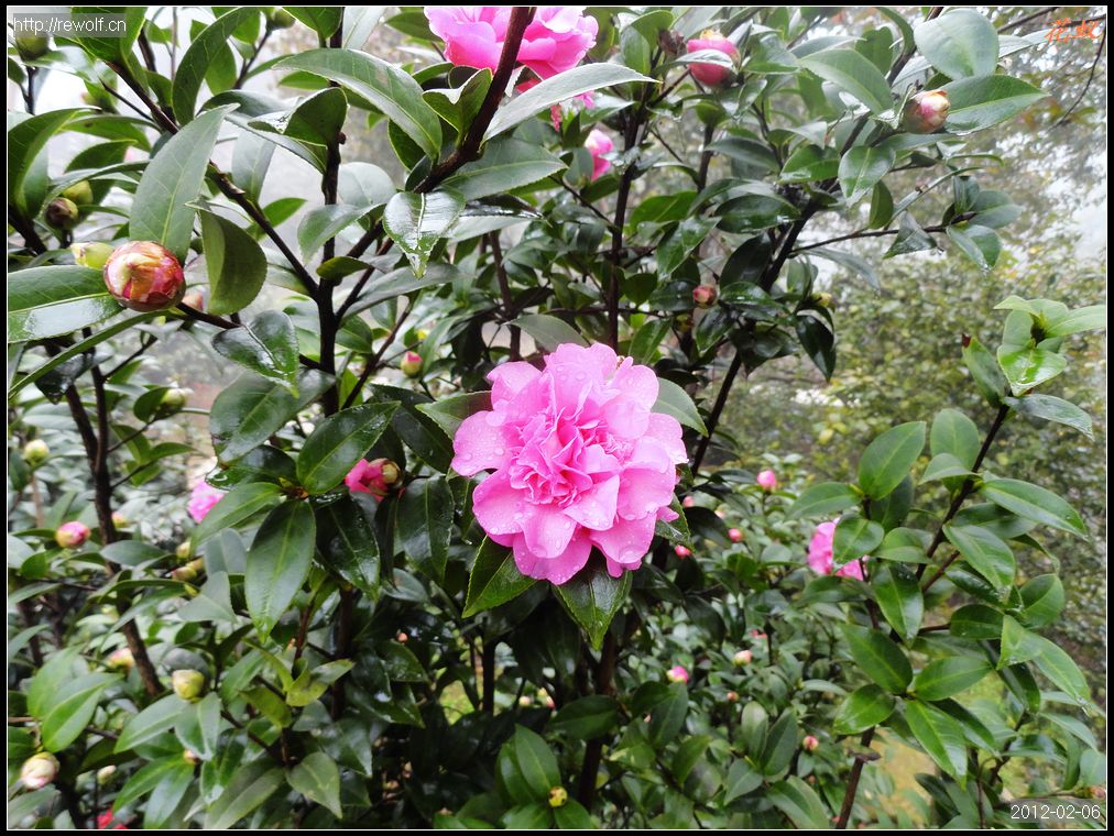 茶花13.jpg