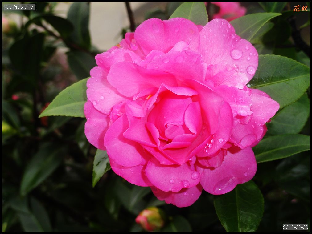 茶花14.jpg