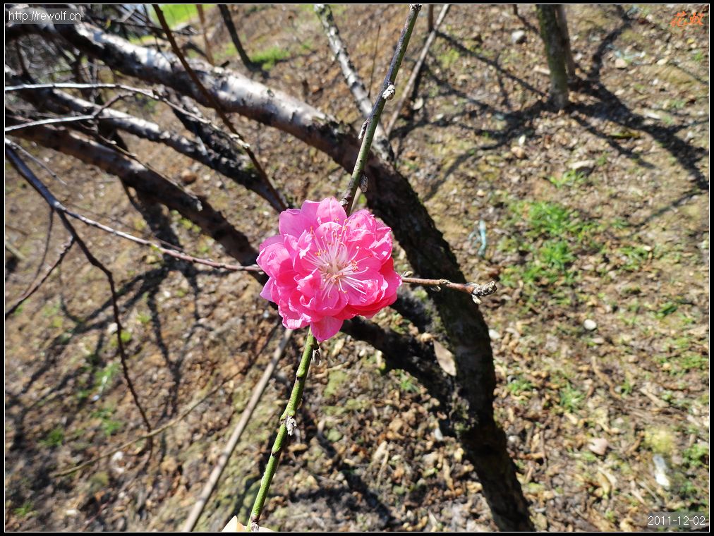桃花开
