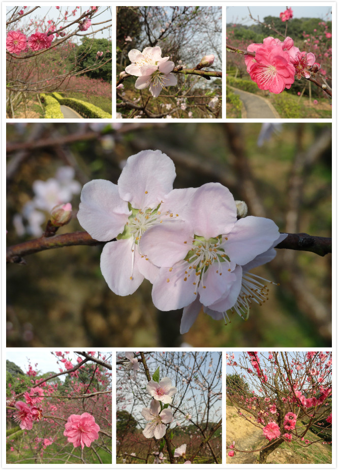 桃花开