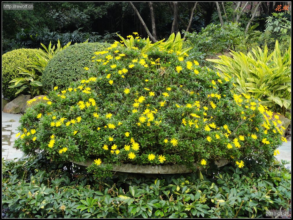 上花碟一年后的情人菊