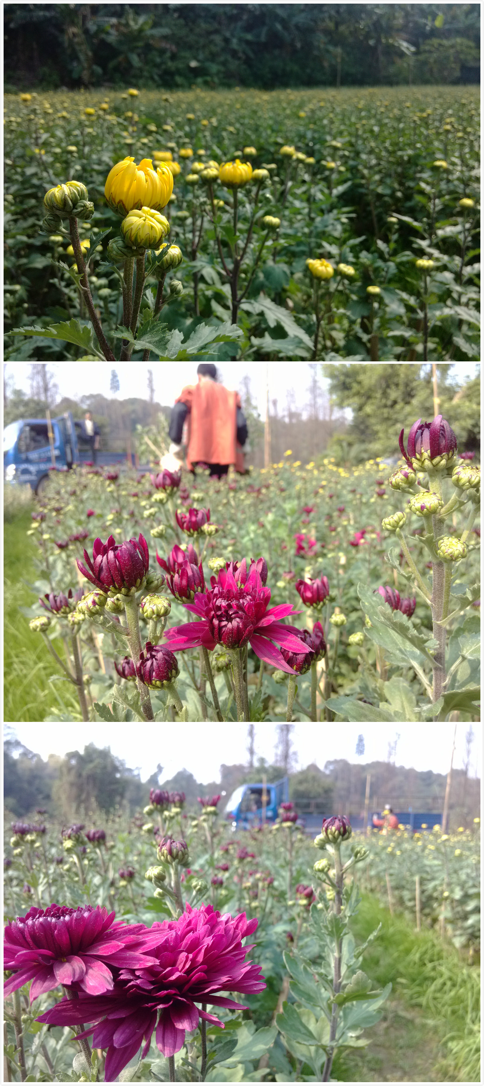 2013年春节的菊花