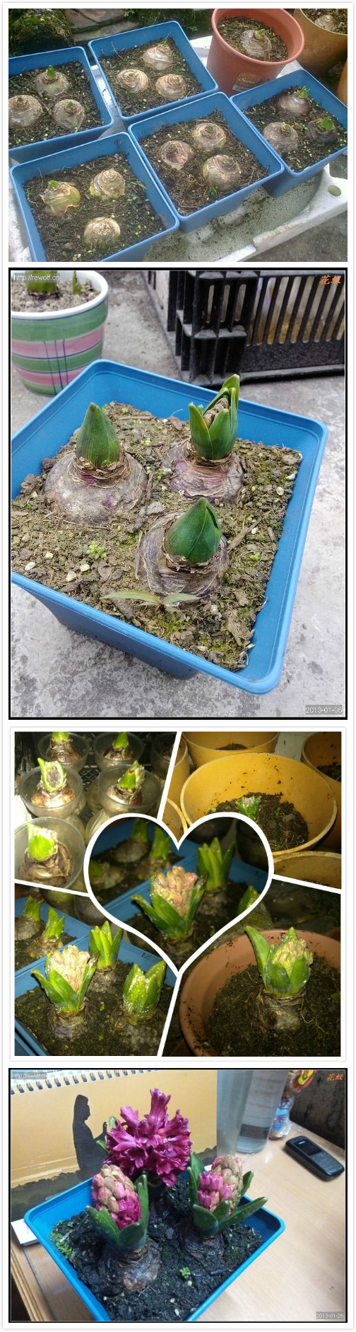 风信子生长过程