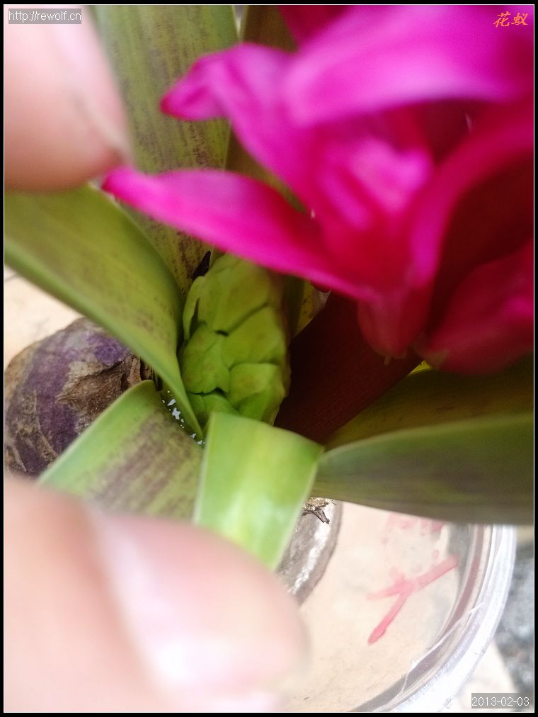 风信子两个花苞
