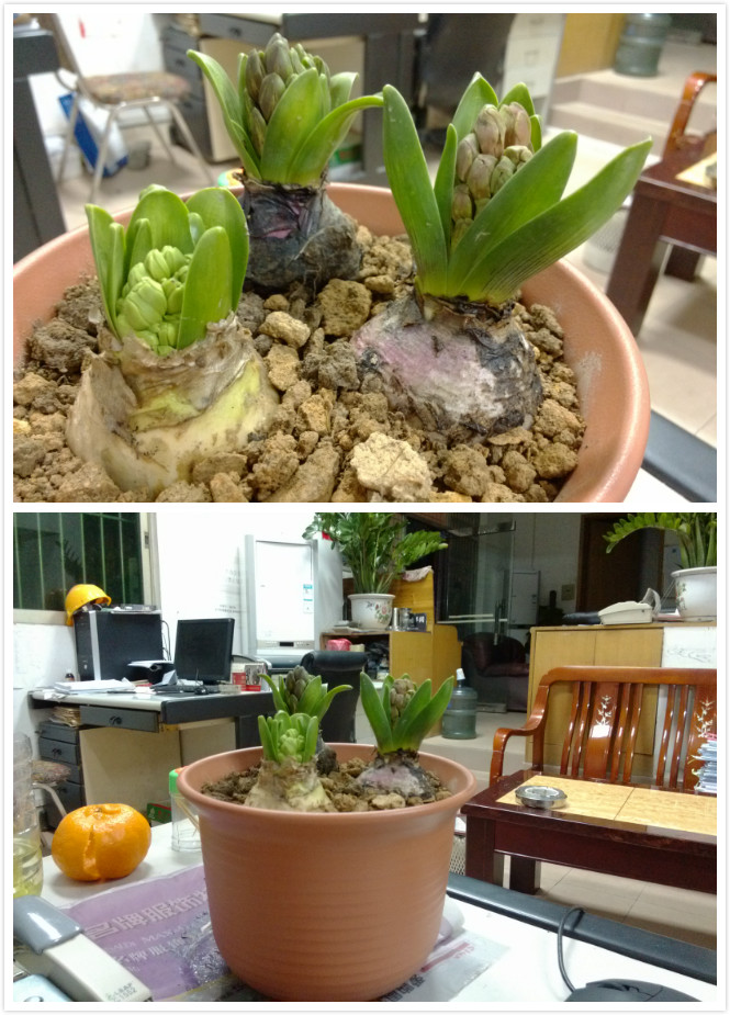 风信子盆栽（三个装）