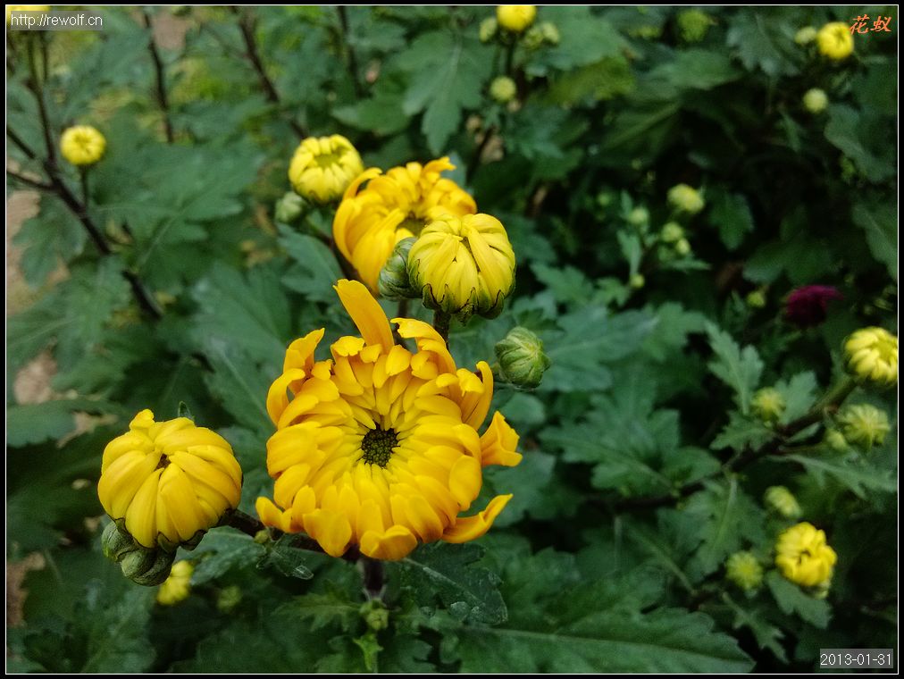 菊花-板栗黄