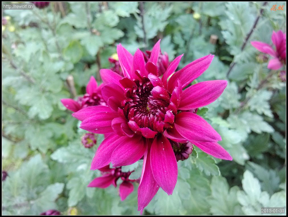 菊花--东莞红