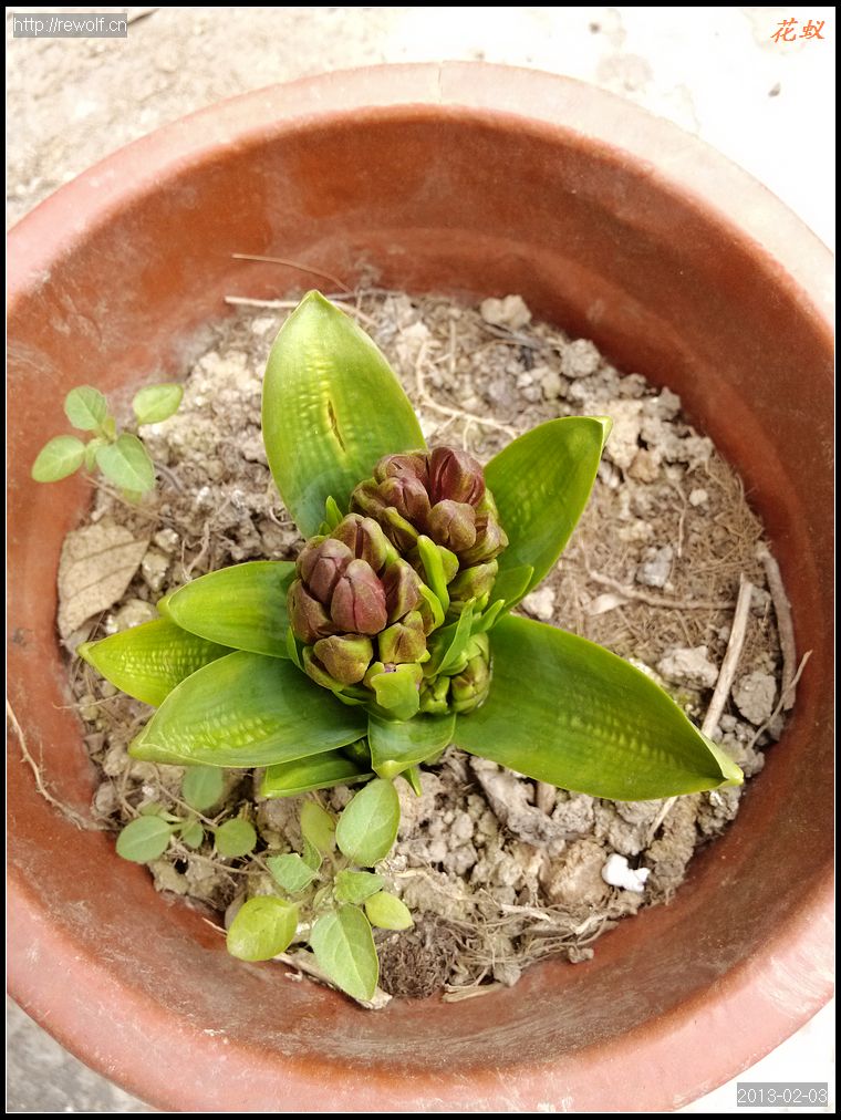 风信子的花芽真多