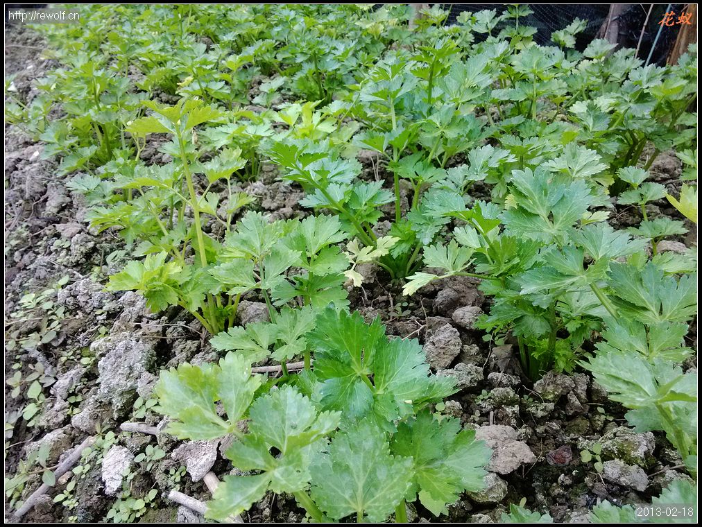 芹菜