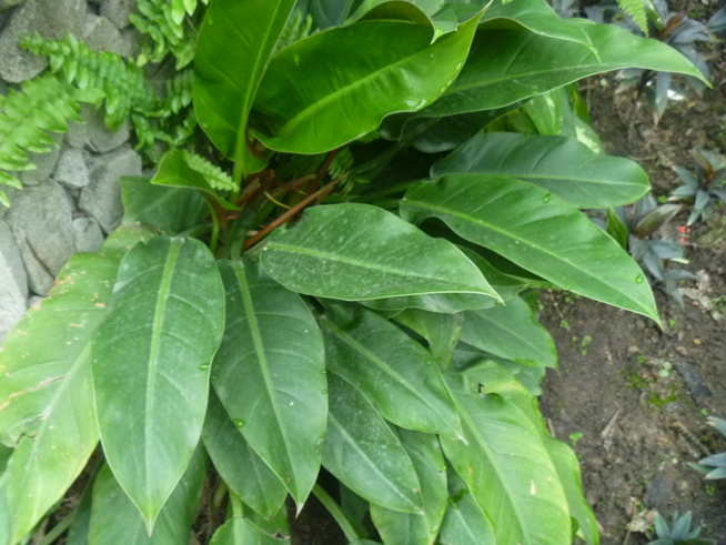 这是什么植物？