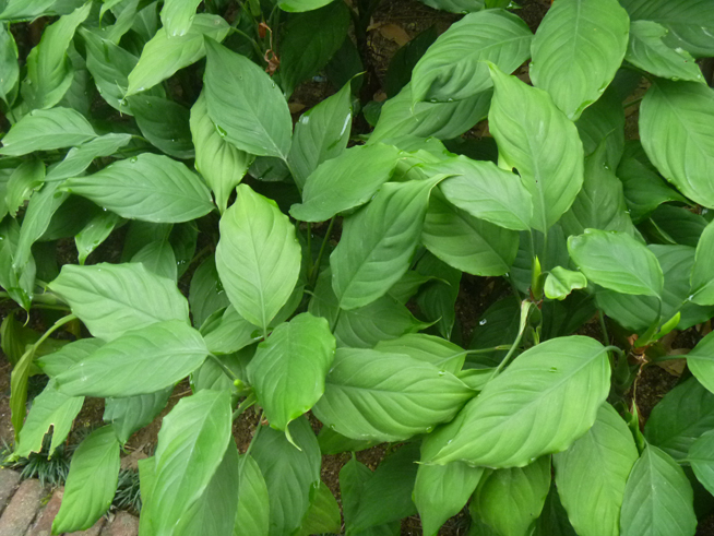 这是什么植物？