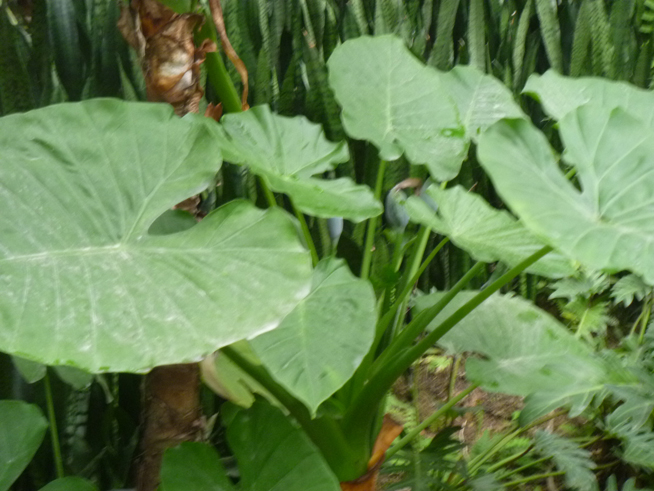 这是什么植物？