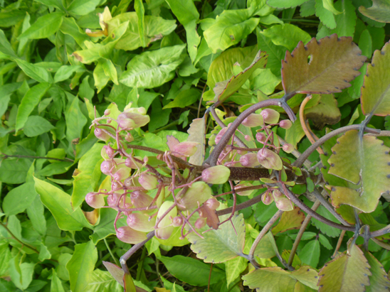 这是什么植物？