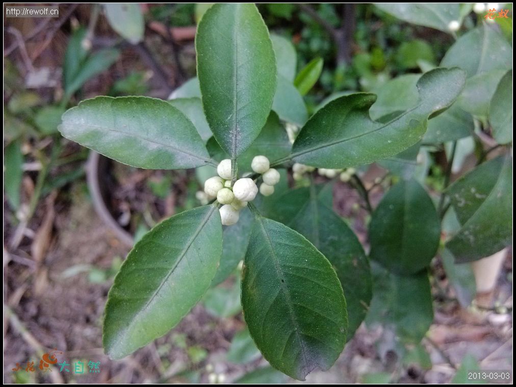 点点白 桔子花