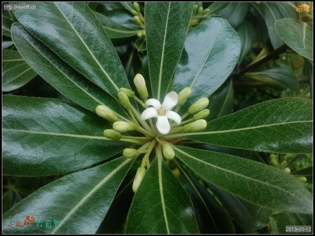 香香的海桐花
