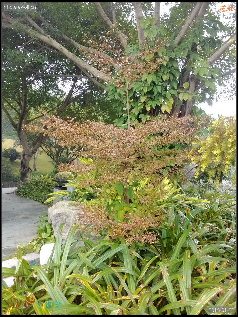 冬天的细叶榄仁