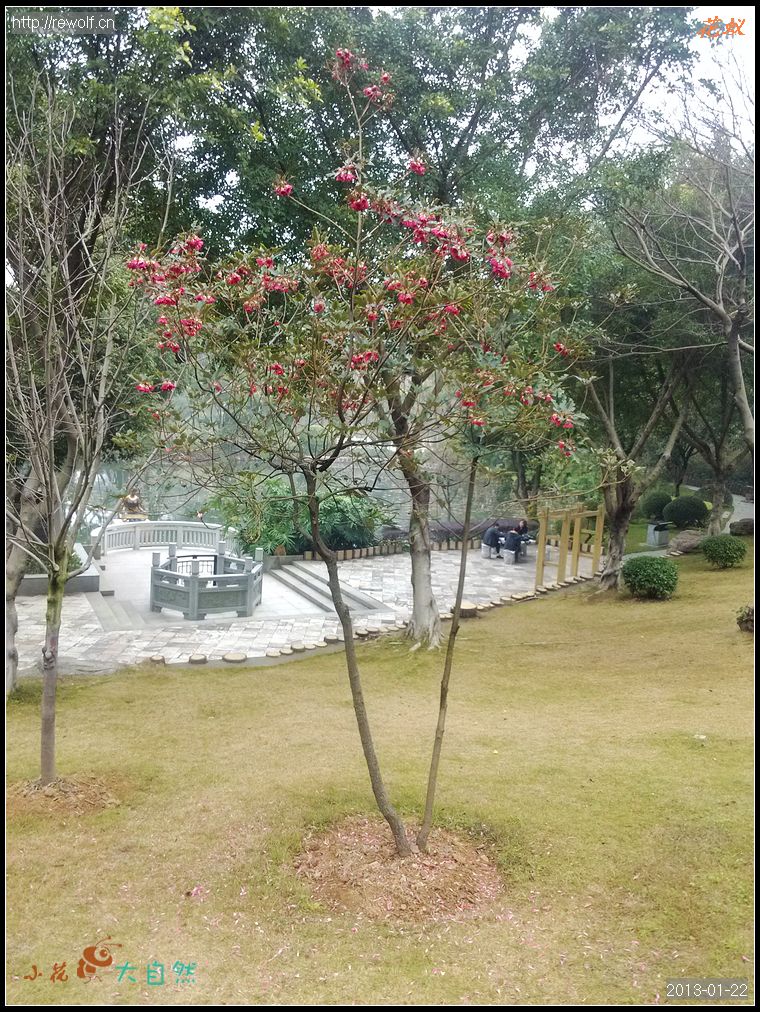 红苞木开得正盛时