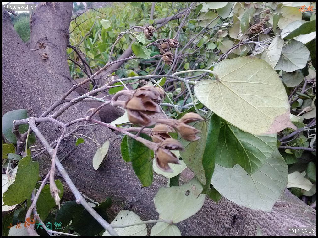黄槿的花