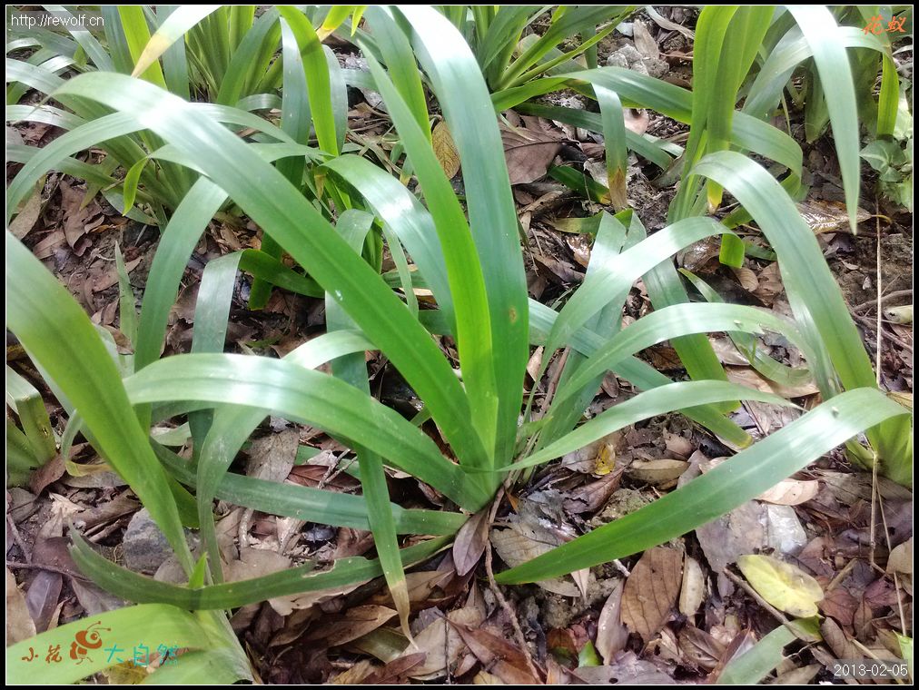巴西鸢尾（较剪兰）