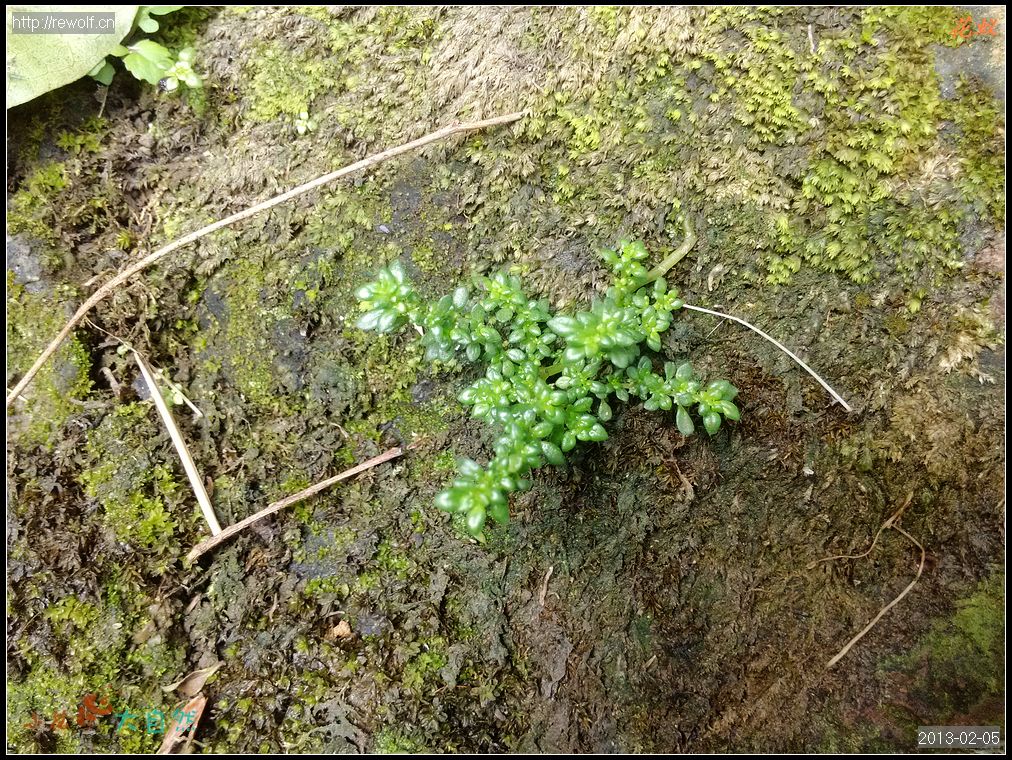 小叶冷水花