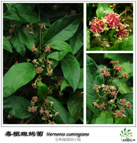 毒根斑鸠菊