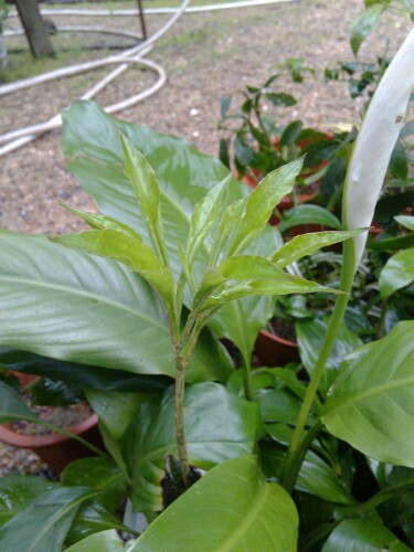 IMG20130401081358.jpg