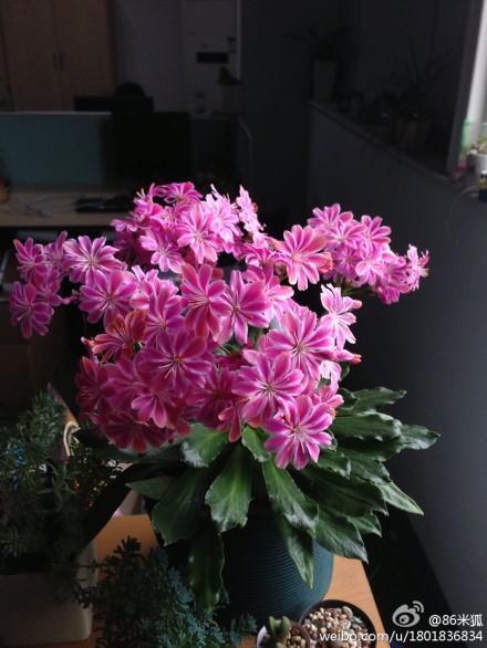 露薇花