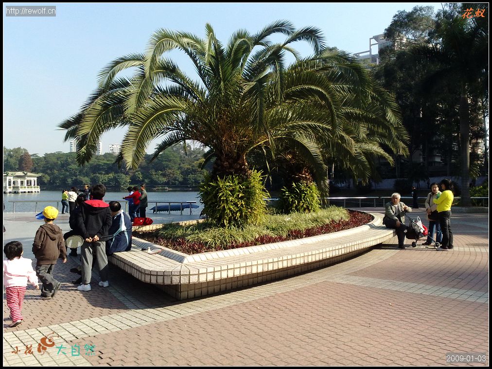 棕榈树上配植肾蕨