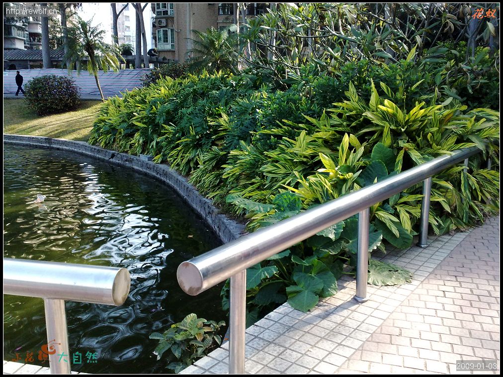 湖边植物配植
