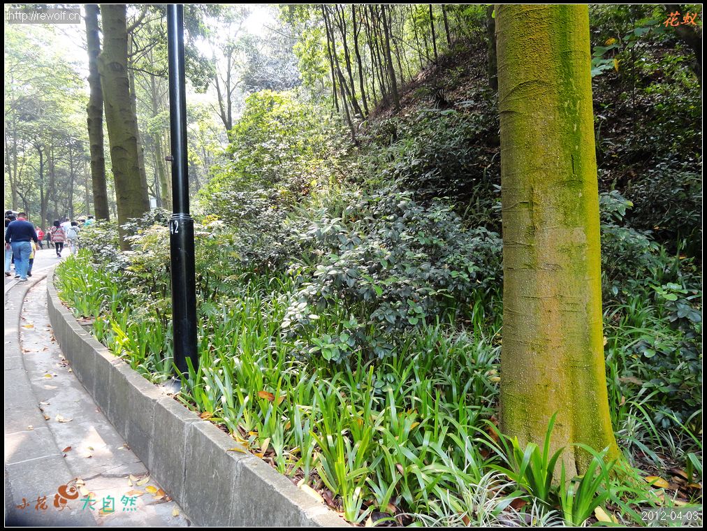 白云山路边绿化