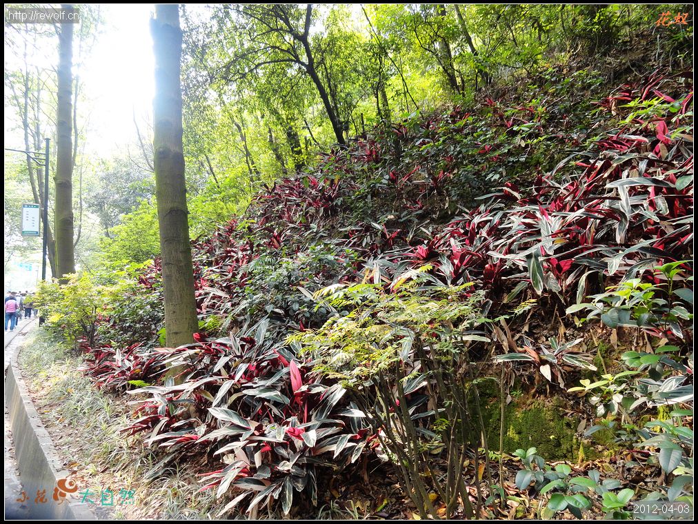 白云山路边绿化