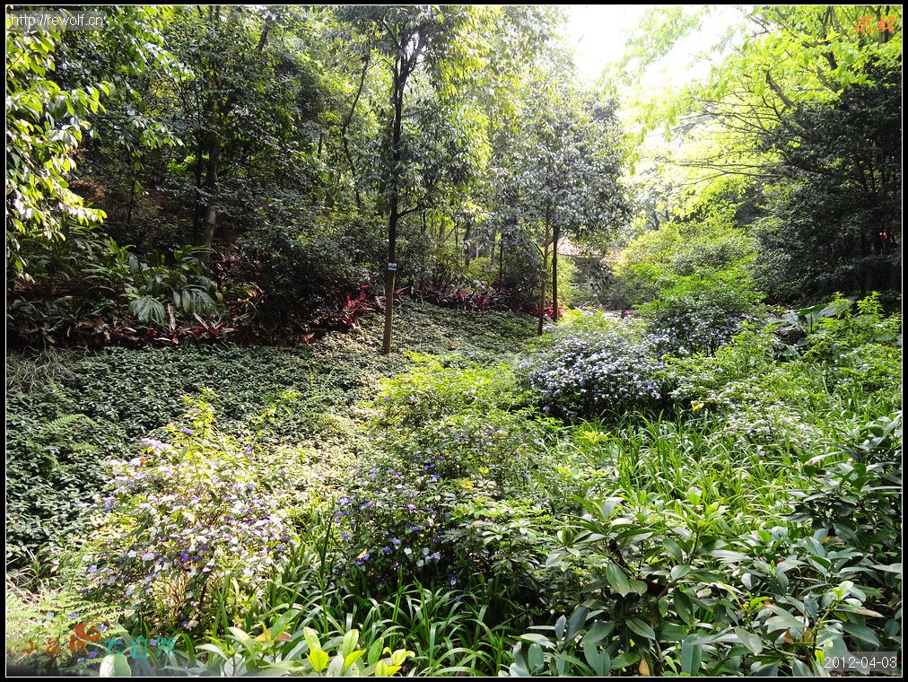 白云山路边绿化