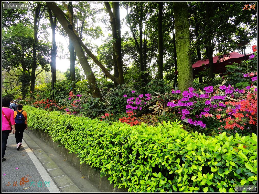 白云山路边绿化 