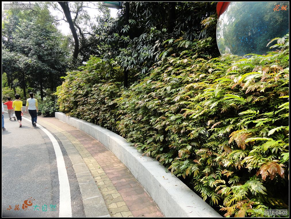 白云山路边绿化
